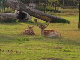 ZOO park Stěžery