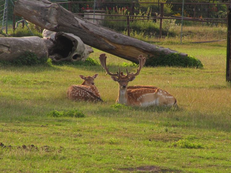 ZOO park Stěžery